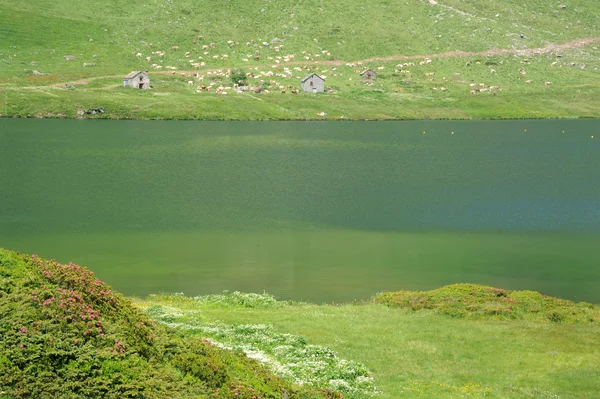 在瑞士的阿尔卑斯山中湖 cadagno — 图库照片