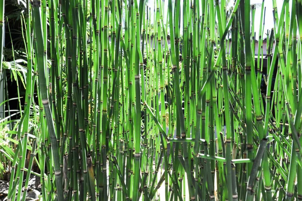 Plantas de bambu verde — Fotografia de Stock