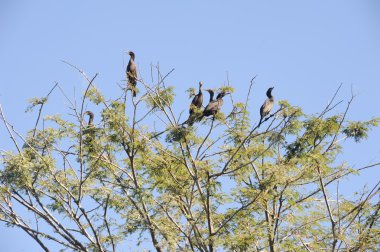 ağaçta kuş Adası