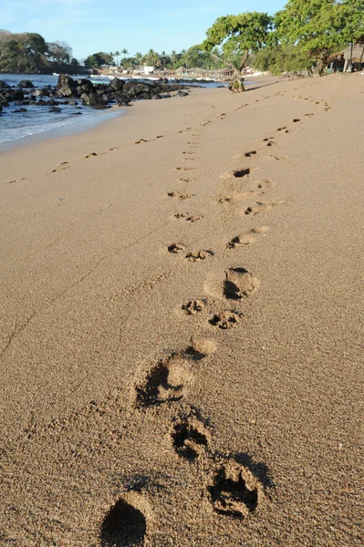 Voetafdruk op het strand — Stockfoto