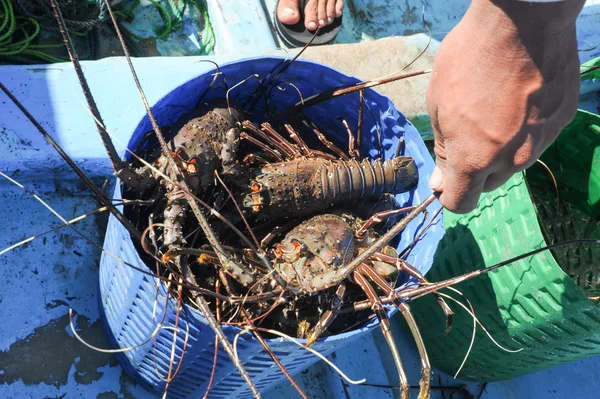 Lobster at  Los Cobanos — Stock Photo, Image