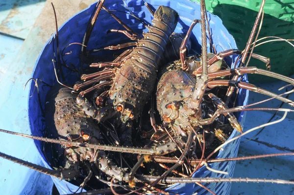 Homard à Los Cobanos — Photo