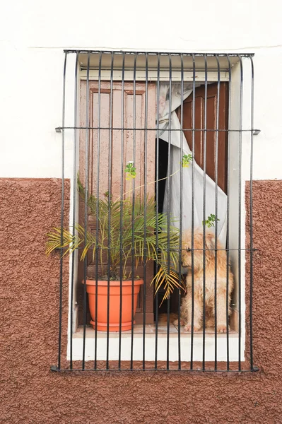 Cane cane in attesa per il suo padrone — Foto Stock