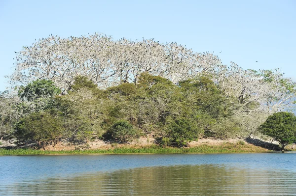 Träd på bird island — Stockfoto