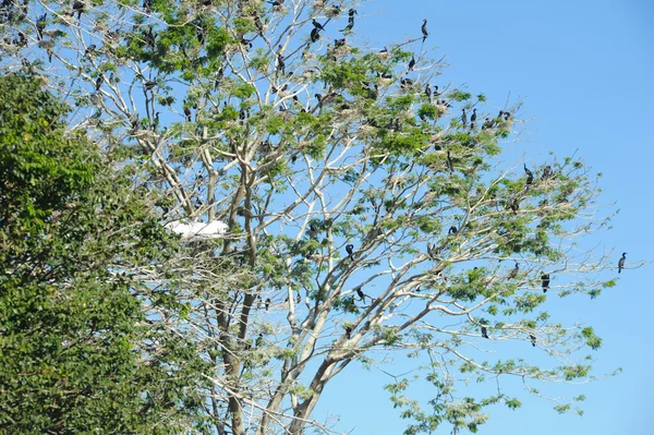 Tree at Bird island — Stock Photo, Image