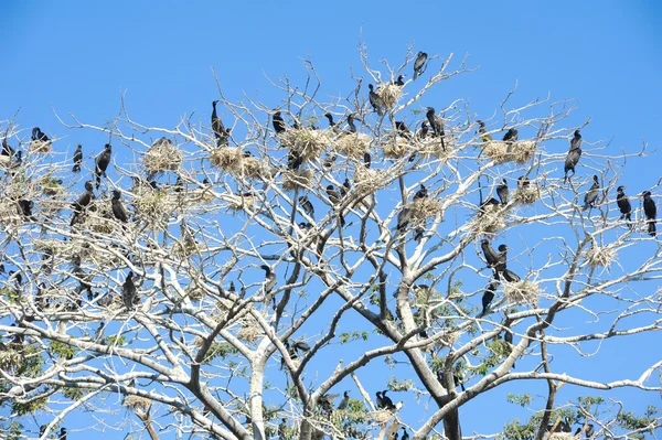 Fa: madár-sziget — Stock Fotó