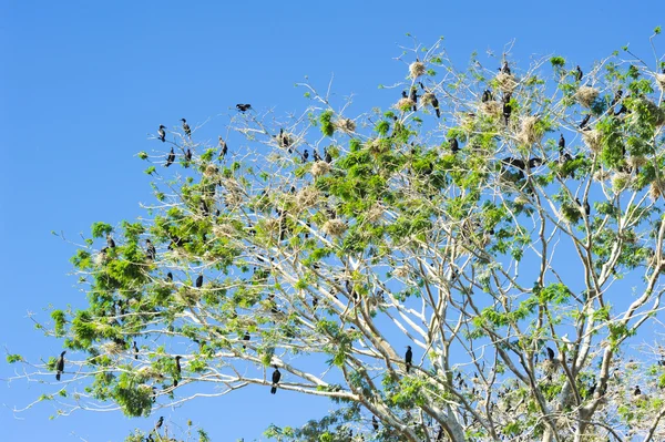 在鸟岛的树 — 图库照片