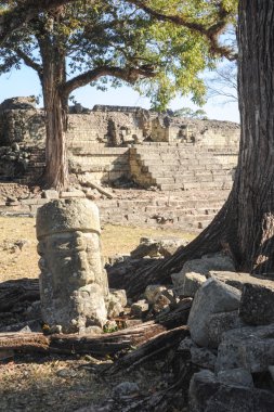taş kafa şekli