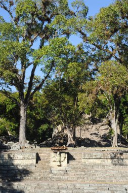 Maya harabelerini ve yağmur ormanı
