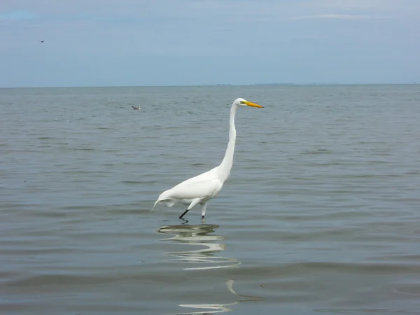 Egret... — Fotografia de Stock