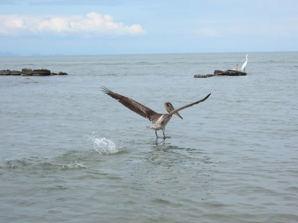 Pelicano e egret — Fotografia de Stock