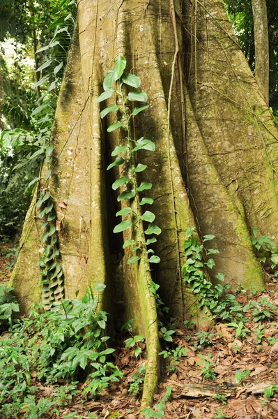Tropik ağaç — Stok fotoğraf