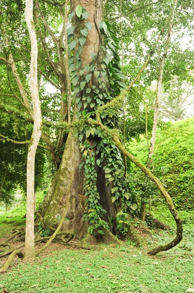 Tropikalne drzewo — Zdjęcie stockowe