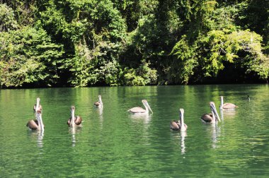 Pelikan Nehri üzerinde