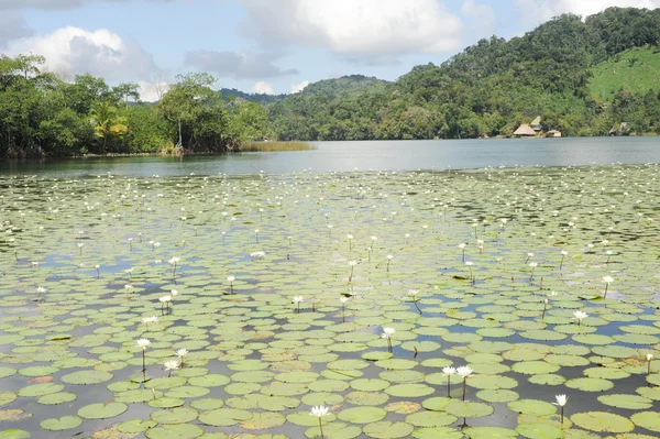 Flores en el río —  Fotos de Stock