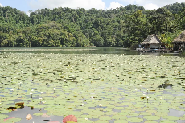 Flores acuáticas en el río —  Fotos de Stock