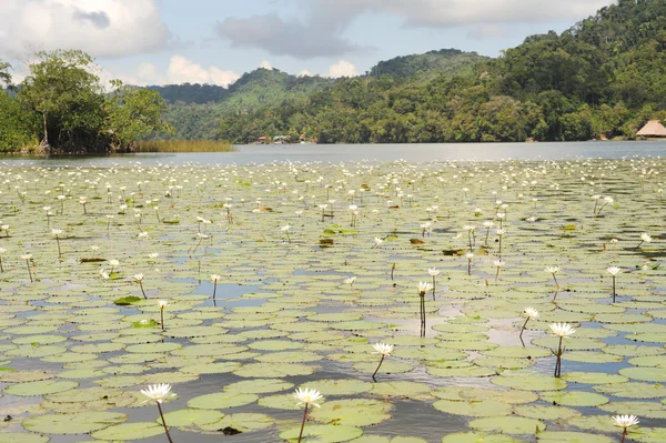 Aquatic flowers on river Dulce — Stock Photo, Image