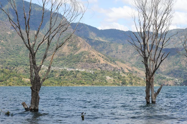 Trees on lake Atitlan — Stock Photo, Image