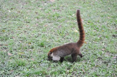 bir coati üzerinde tikal Ulusal Parkı