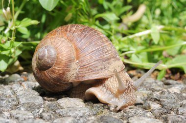 onun kabuğu ile salyangoz