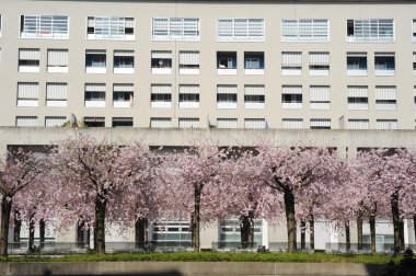 Şeftali ağacı çiçek