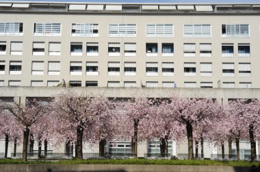 Şeftali ağacı çiçek