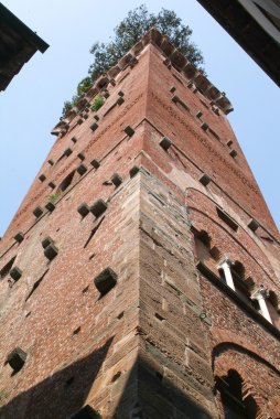 lucca adlı guinigi Kulesi