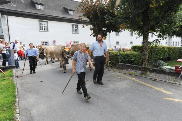 Transhumance à Engelberg sur les Alpes suisses — Photo