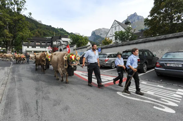 Transhumance en Engelberg en los Alpes suizos —  Fotos de Stock