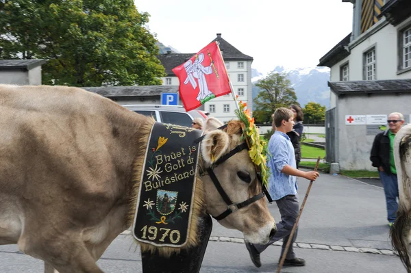 Transhumance at Engelberg on the Swiss alps — Stock Photo, Image