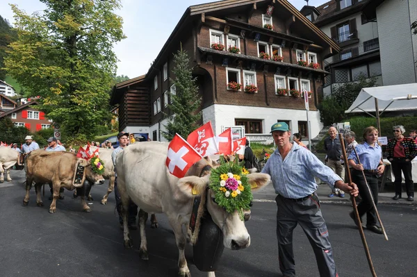 Transhumance en Engelberg en los Alpes suizos —  Fotos de Stock