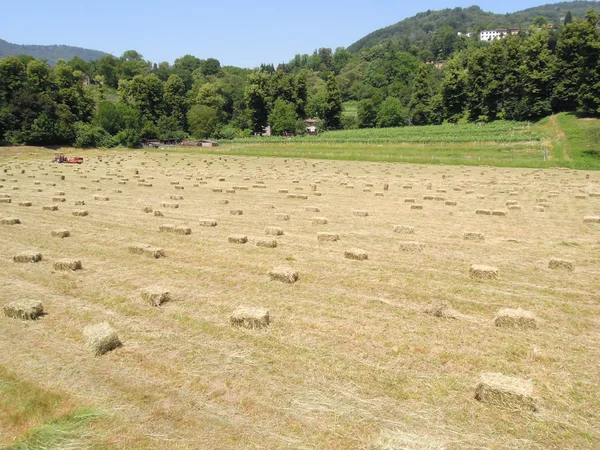 Bale de feno em um campo em Magliaso — Fotografia de Stock