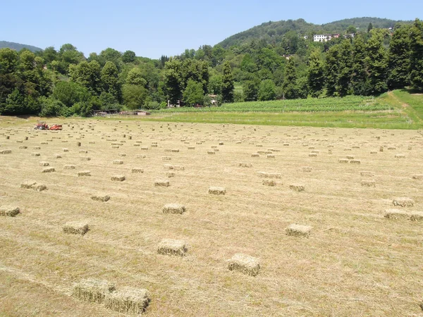 Bale de heno en un campo en Magliaso —  Fotos de Stock