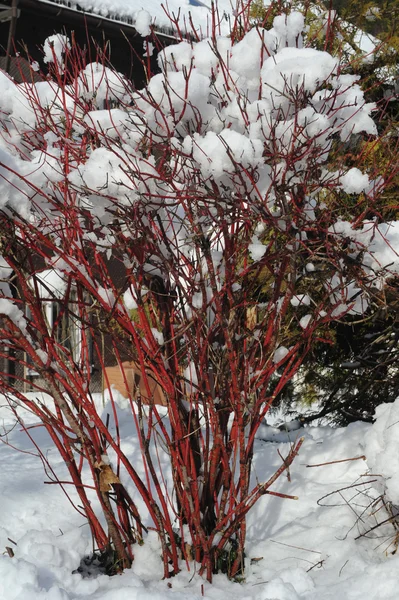 Träd med snö på det — Stockfoto