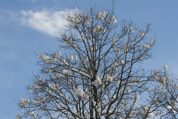 Drzewa na niej śnieg — Zdjęcie stockowe