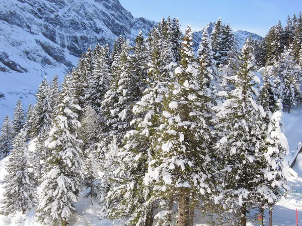 Floresta de pinho cheia de neve em Engelberg — Fotografia de Stock