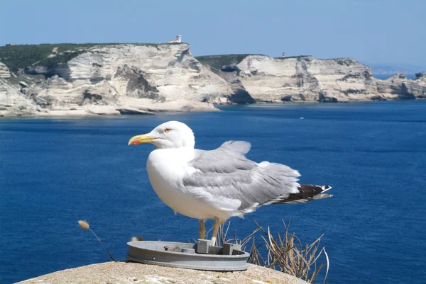 Seagull on coast of Bonifacio — Stock Photo, Image