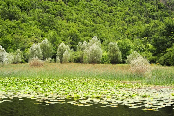 Lago skadar parque nacional — Fotografia de Stock