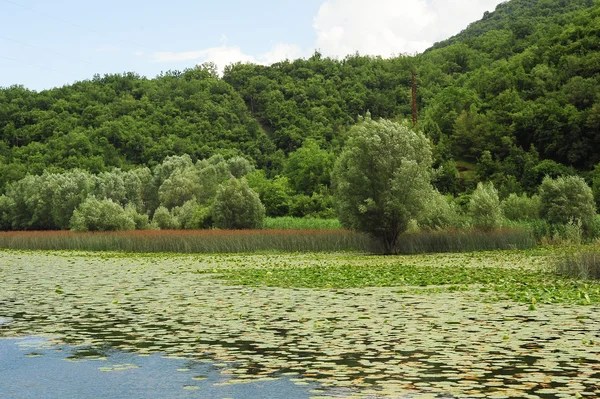 Lago skadar parque nacional — Fotografia de Stock