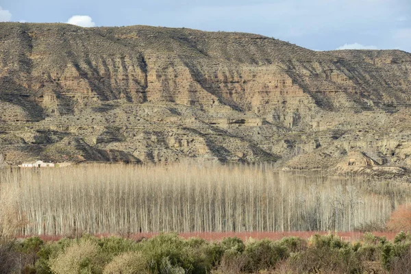 スペインのGuadix近くの森や丘での眺め — ストック写真