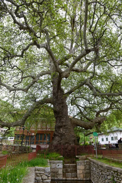 Gran Árbol Viejo Prizren Kosovo — Foto de Stock