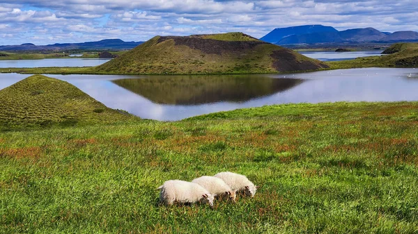 Сільський Краєвид Озера Міватн Ісландії — стокове фото