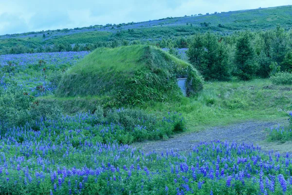 Вид Будинок Рослин Квітковому Полі Ісландії — стокове фото