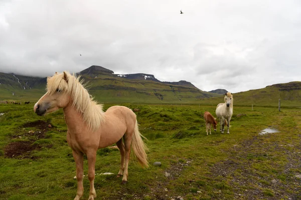 View Horses Snaefellsnes Penisola Iceland — Stock Photo, Image