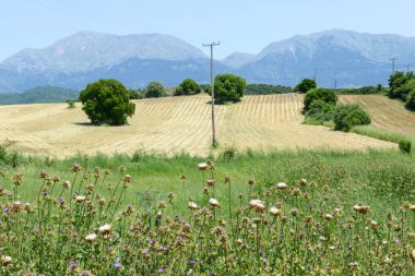 Rural landscape with fields and mount Erymanthos on Greece