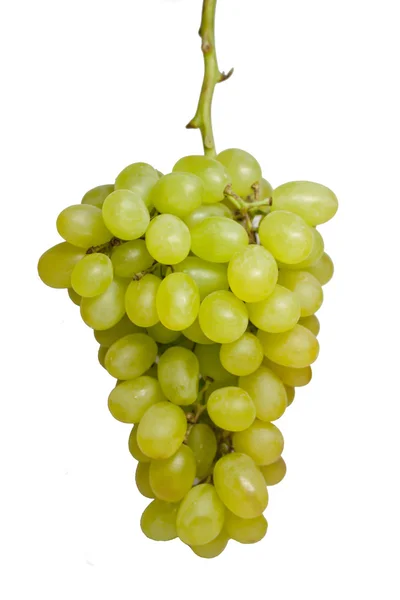 Witte druif — Stockfoto