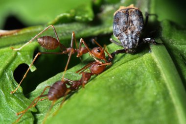 Karıncalar saldıran bir bug