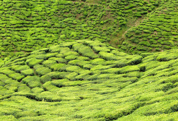 Зеленый вид
