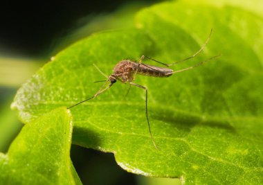 culex sivrisinek yaprak yeşil.
