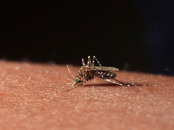 Mosquito biting — Stock Photo, Image